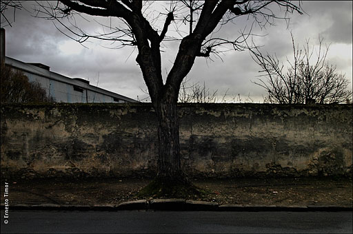 roots