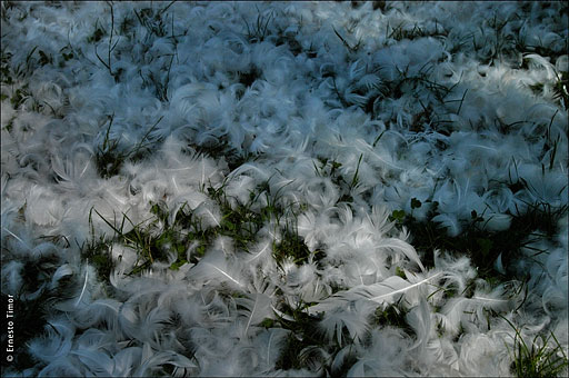 feathers
