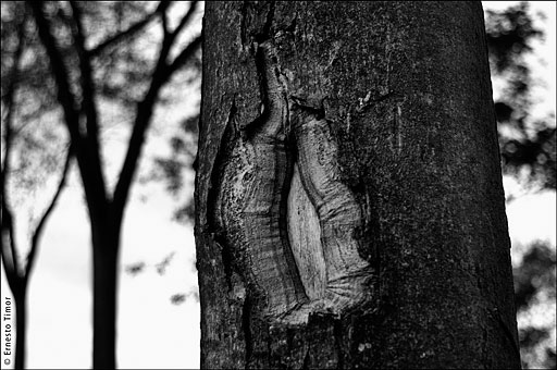 sex-tree