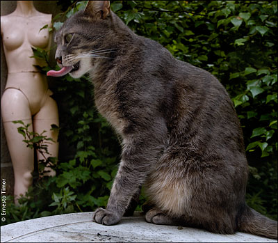 mannequin, cunnilingus