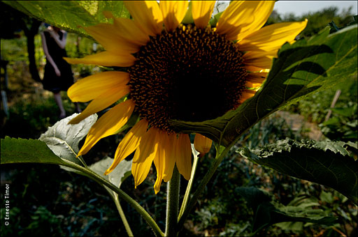 tournesol