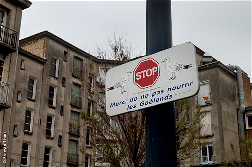 interdiction_de_nourrir_les_goelands