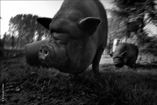cochon_vietnamien