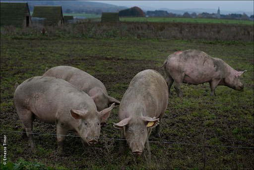 cochons_plein-air
