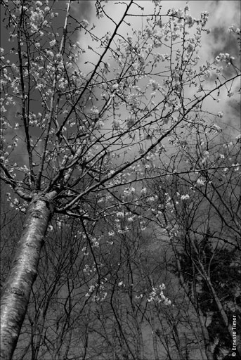 floraison