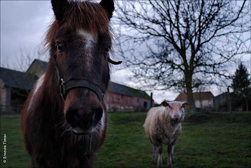 cheval_et_mouton