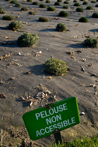 pelouse_interdite