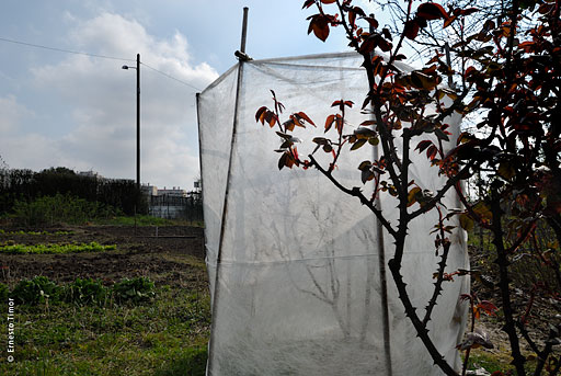 jardin_hiver