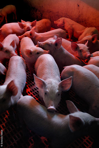 cochons, porcelets, couveuse