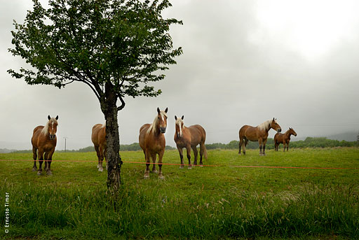 chevaux, juments
