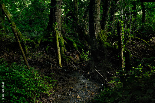 sous-bois, ruisseau, barbele