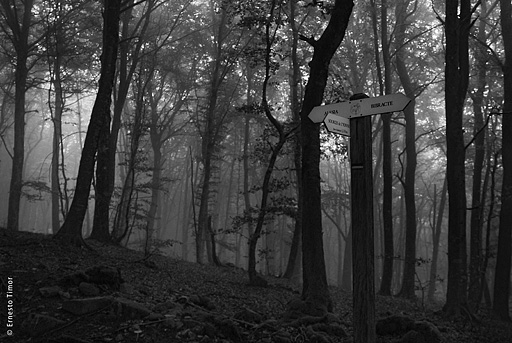 alesia, bibracte, sources de l