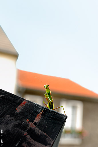 mantis_religiosa