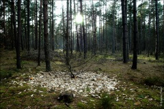 Forêts du Nord, 2004