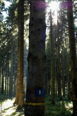 Forêts du Nord, 2004