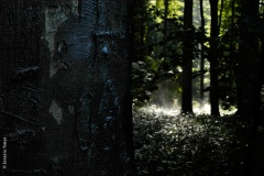 Forêt de Saint-Germain, 2005