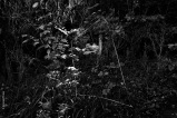 Mes champs visuels - Photo © Ernesto Timor
