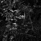 Mes champs visuels - Photo © Ernesto Timor