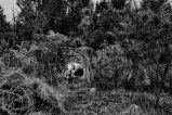 Mes champs visuels - Photo © Ernesto Timor