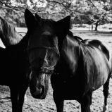 Photo © Ernesto Timor -