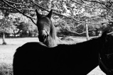 Photo © Ernesto Timor -