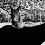 Photo © Ernesto Timor -