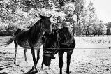 Photo © Ernesto Timor -