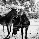 Photo © Ernesto Timor -