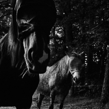 Photo © Ernesto Timor -