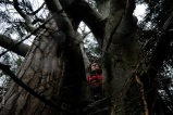 Elisabeth. Kiné. Dans son arbre, au début du Beaujolais. Il suffit d’oser s’écarter du chemin, retrouver ses prises sur les deux arbres emmêlés, se blottir là où personne ne sait.
