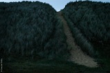 © Ernesto Timor, 2005