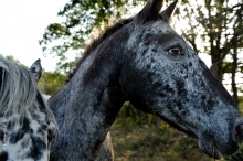 Comme des bêtes Comme des bêtes