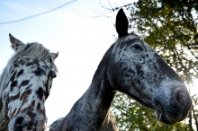 Comme des bêtes Comme des bêtes