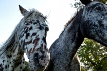 Comme des bêtes Comme des bêtes