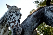 Comme des bêtes Comme des bêtes