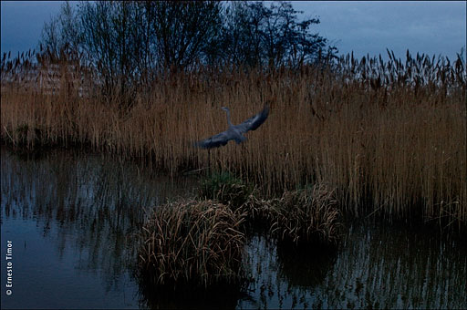 Hommage au point du jour