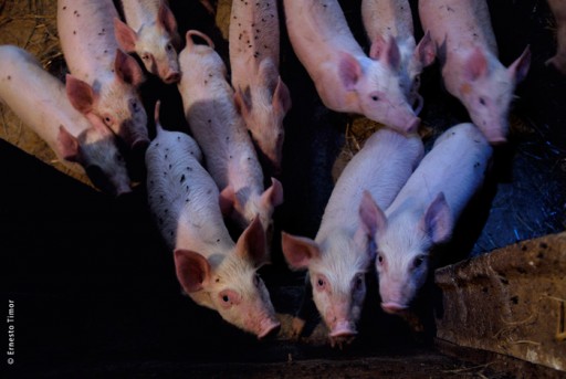 Photo © Ernesto Timor