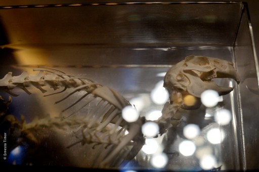 Photo © Ernesto Timor