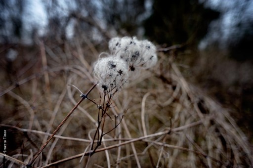 Photo © Ernesto Timor