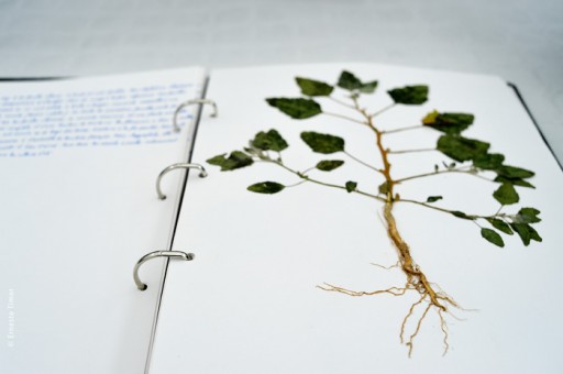 Photo © Ernesto Timor