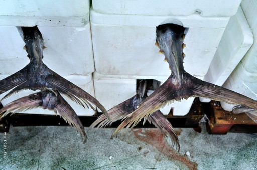 Photo © Ernesto Timor