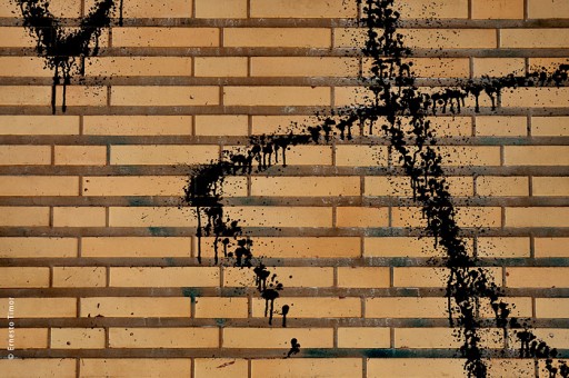 Photo © Ernesto Timor