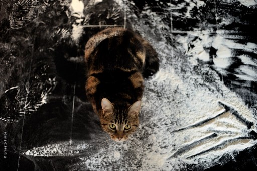 Photo © Ernesto Timor