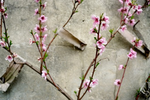 Photo © Ernesto Timor