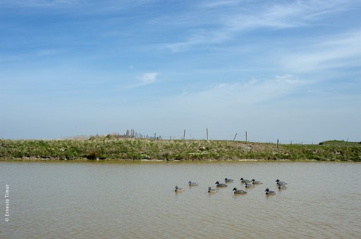 Photo © Ernesto Timor