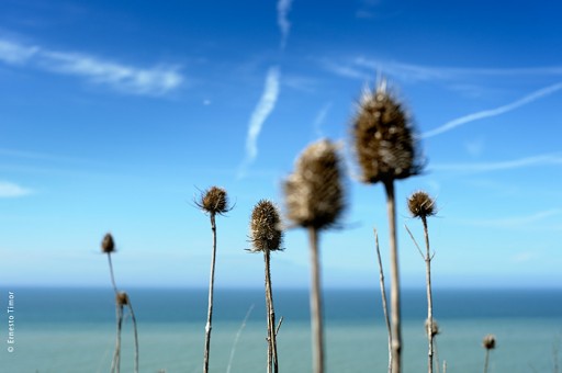 Photo © Ernesto Timor