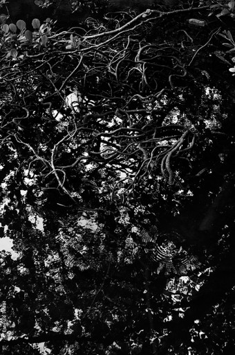 Photo © Ernesto Timor