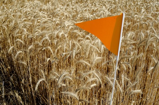 Photo © Ernesto Timor