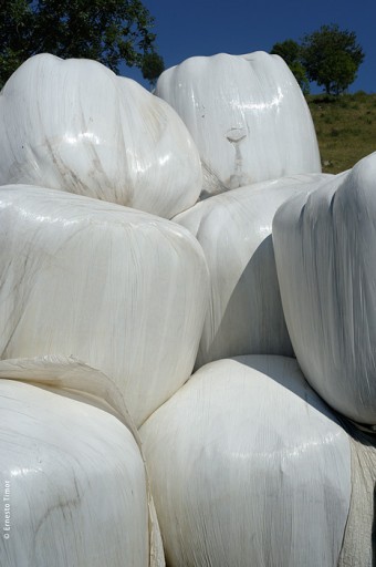 Photo © Ernesto Timor