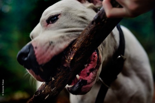 Photo © Ernesto Timor